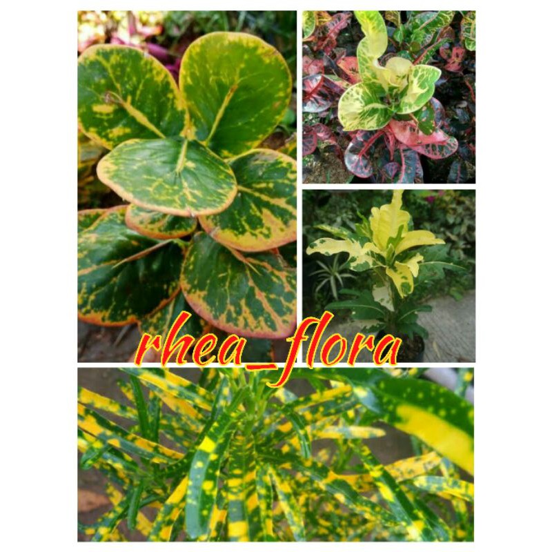 Paket Tanaman Hias Puring / puring koin / puring krupuk / puring terang bulan / puring teri