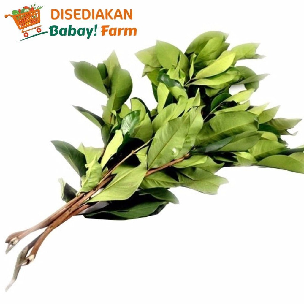 

Daun Salam 1 Ikat