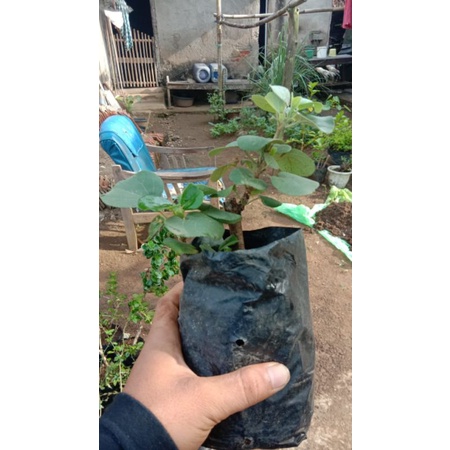 bibit bahan bonsai waru Jepang
