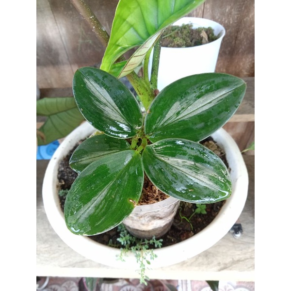 scindapsus susu sp Borneo