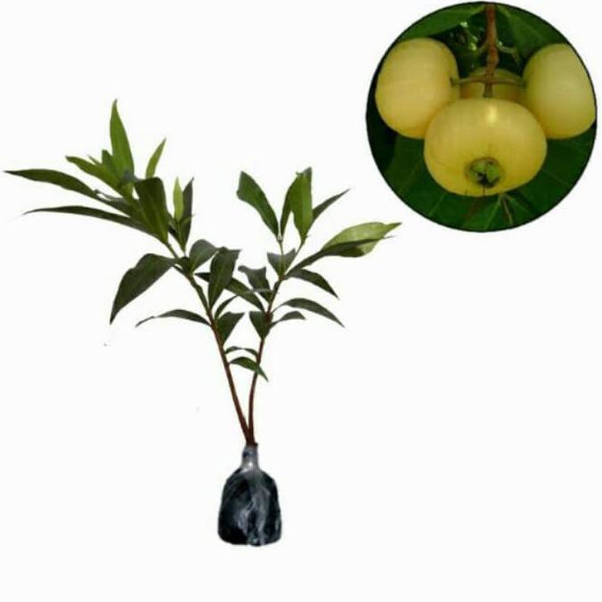 Bibit Tanaman Bibit Tanaman Buah Jambu Air Mawar