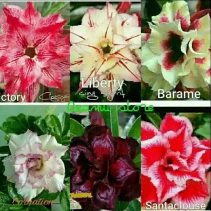 Paket 6 adenium bunga tumpuk / tanaman hias adenium