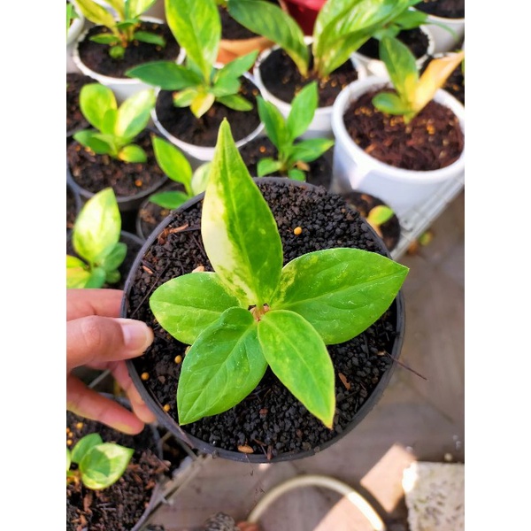 anthurium jemani mangkok tornado varigata