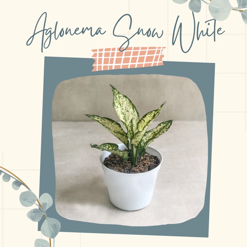 Tanaman Hias Aglonema Snow White Bunga Aglonema Snow White Dewasa Cantik