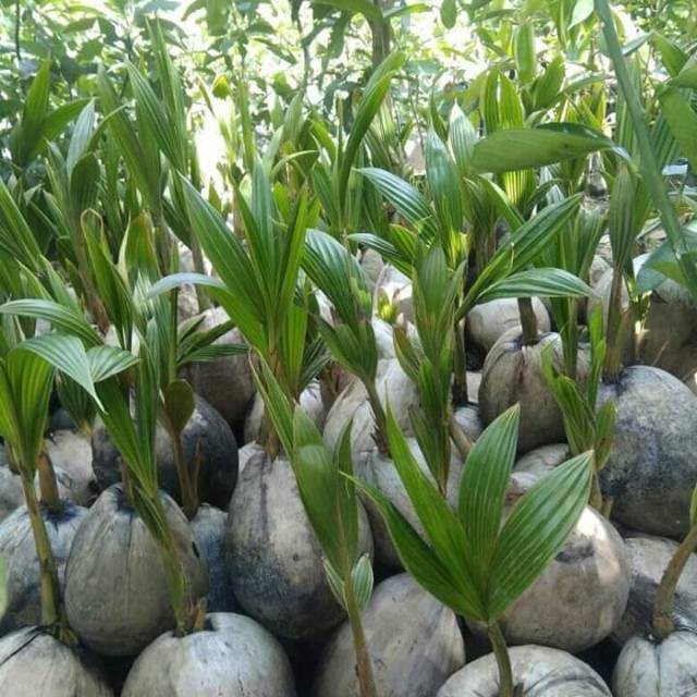 

Bibit kelapa hibrida super genjah(1paketisi5)terlaris