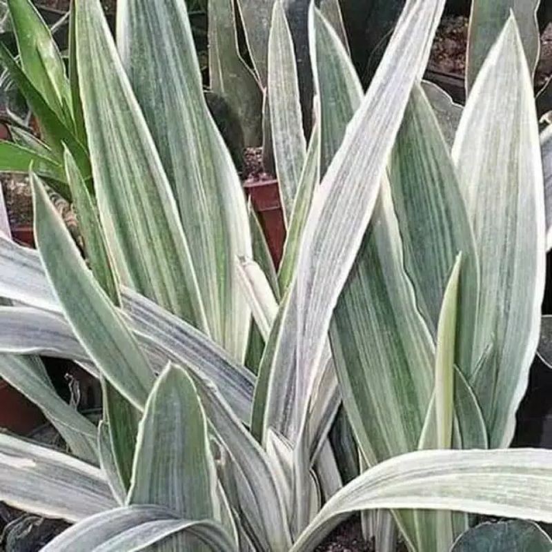 Tanaman hias lidah mertua silver-sensiver silver lidah merrua