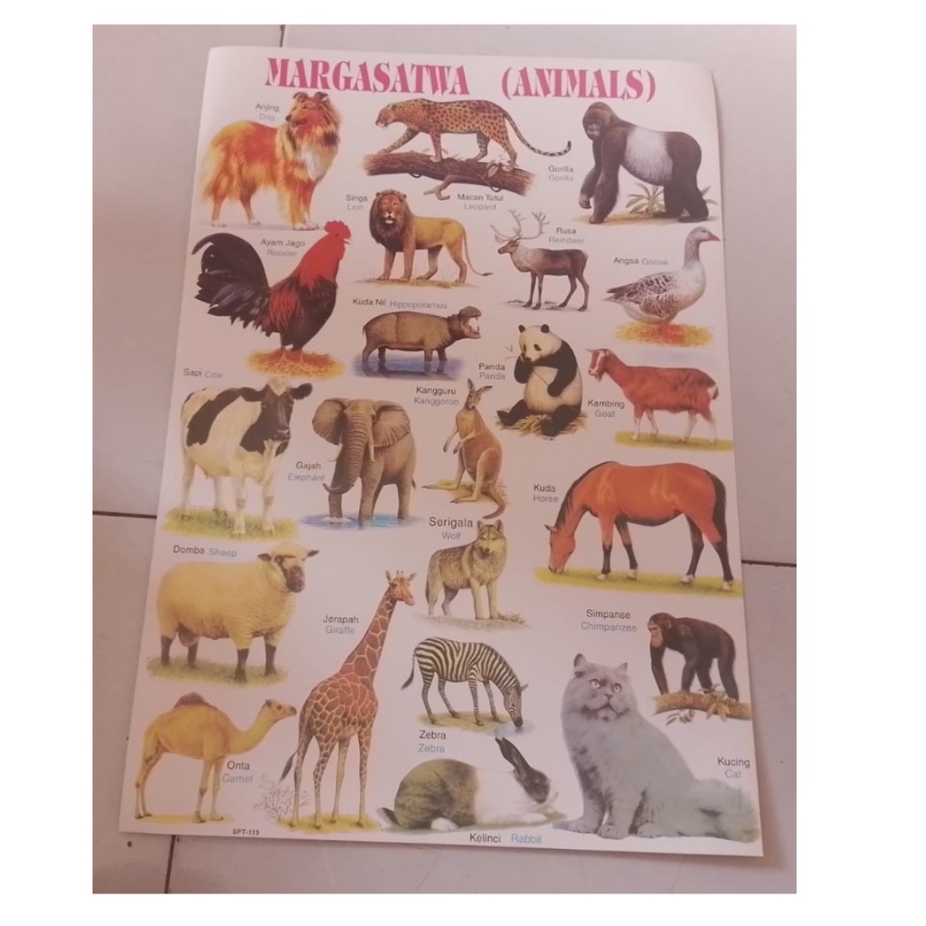 

Poster Animals Margasatwa