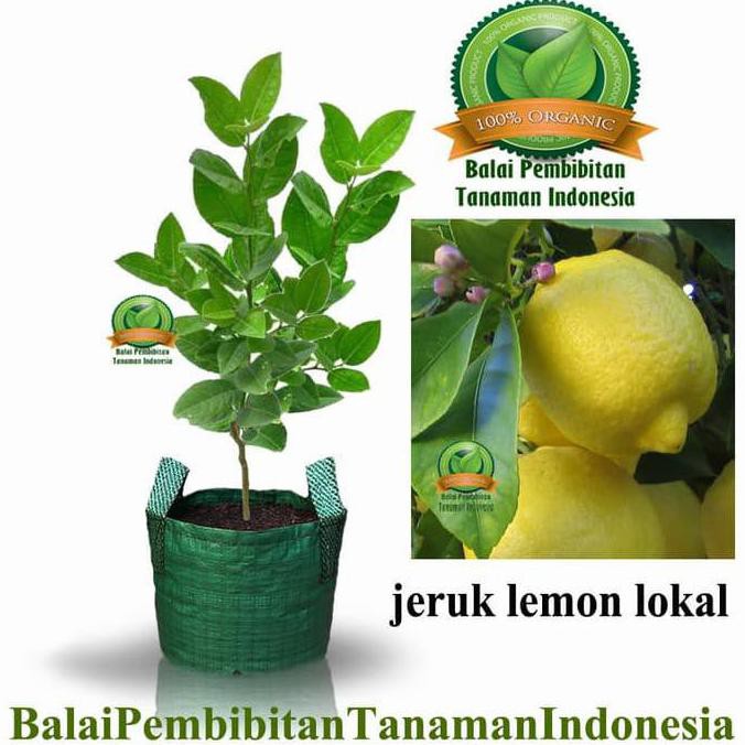 Ny4R Bibit Lemon Lokal / Bibit Buah / Tanaman Cl3O Dm”