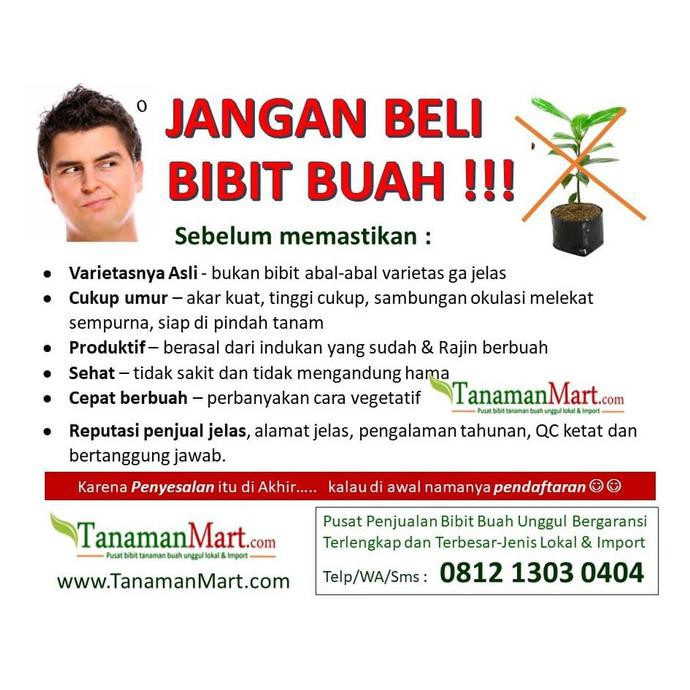 Bibit Tanaman Buah Mangga Cokanan Unggul Murah Bergaransi