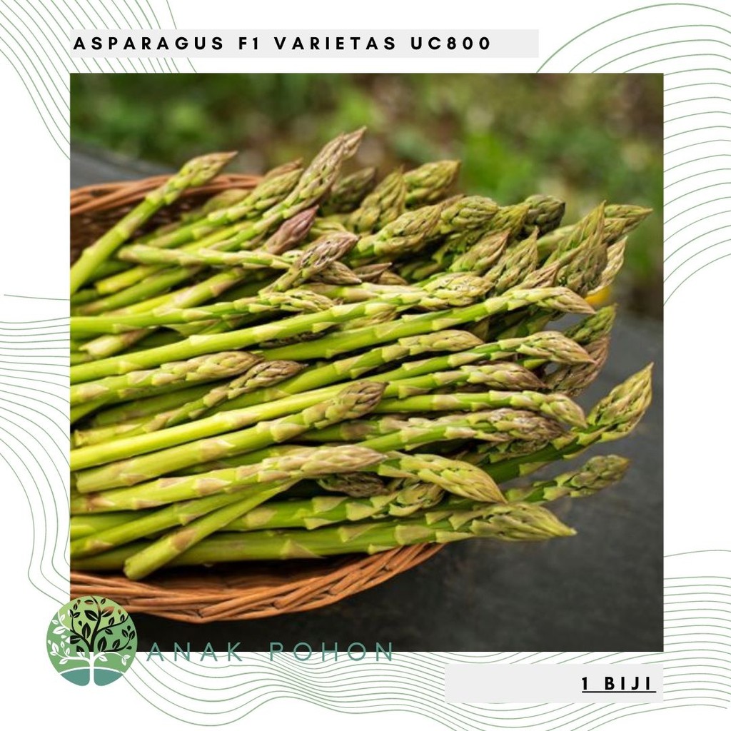 Benih Bibit Biji - Asparagus F1 Varietas UC800 Hibrida - TERBUKTI PANEN MELIMPAH DI IKLIM INDONESIA