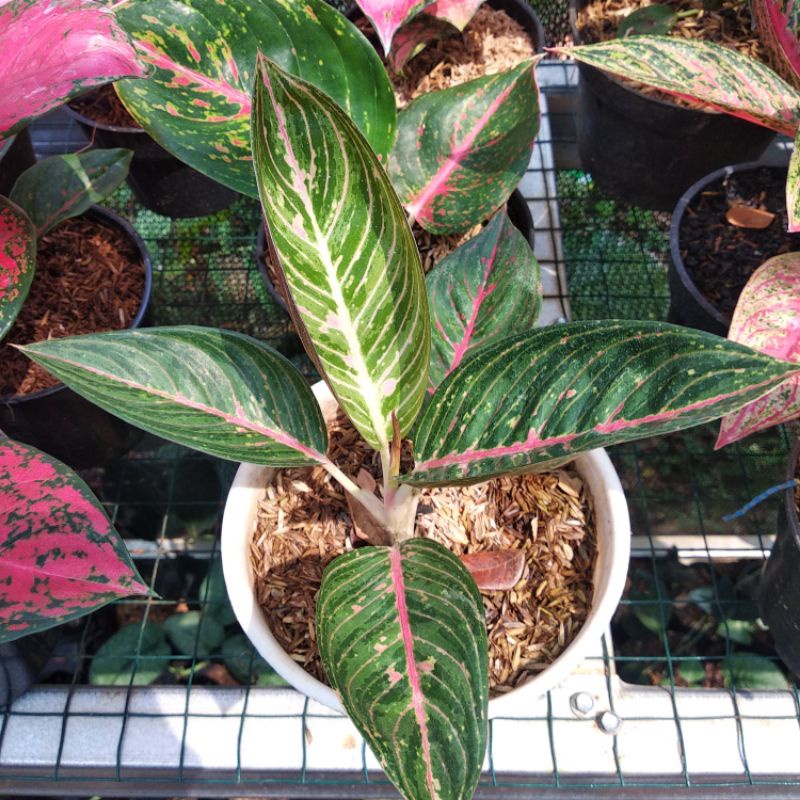 Tanaman Hias Aglonema legacy - Tanaman Aglonema legacy hijau murah