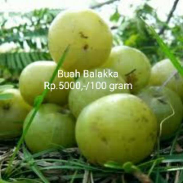

Buah Balakka asli tapanuli selatan dari kebun sendiri
