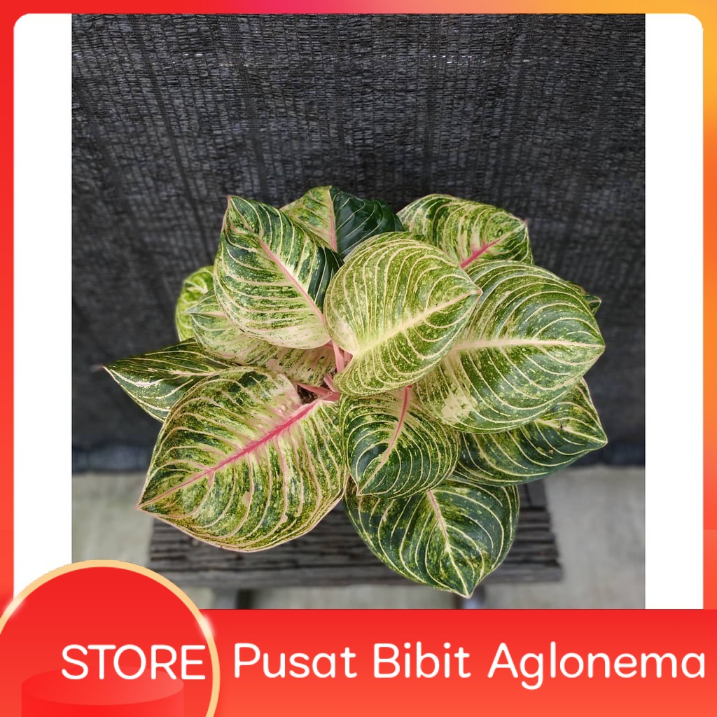 Bonggol Aglaonema Esmeralda