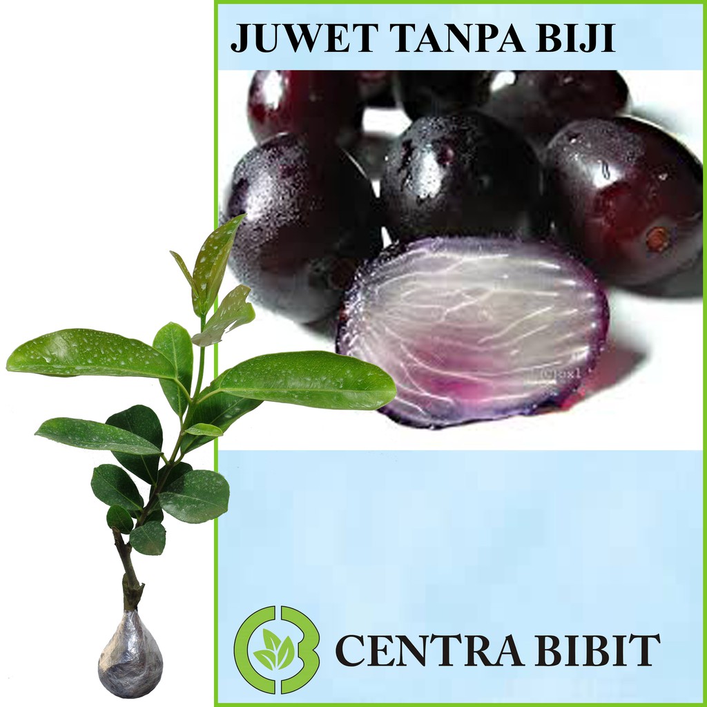 Tanaman Buah Juwet Tanpa Biji