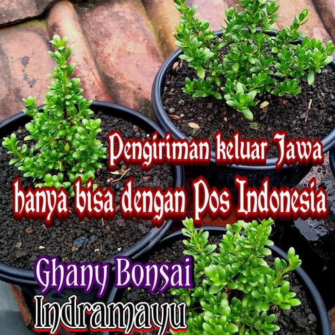 Ada Bibit Santigi Karang Daun Mawar