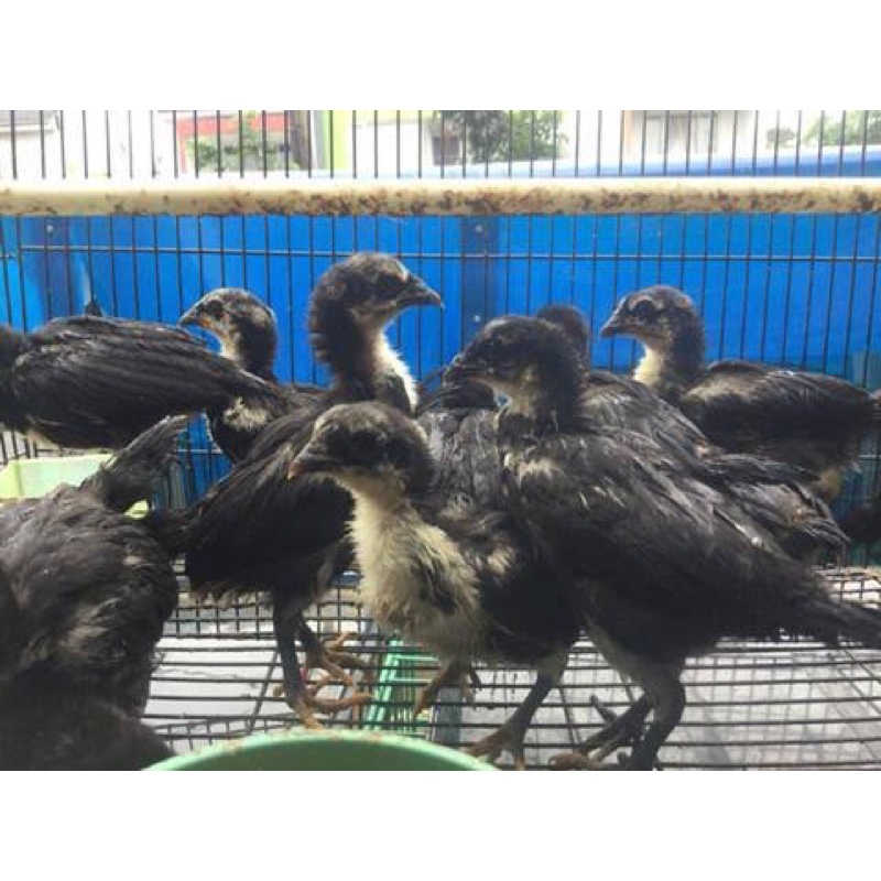 

Ayam Black Sumatera