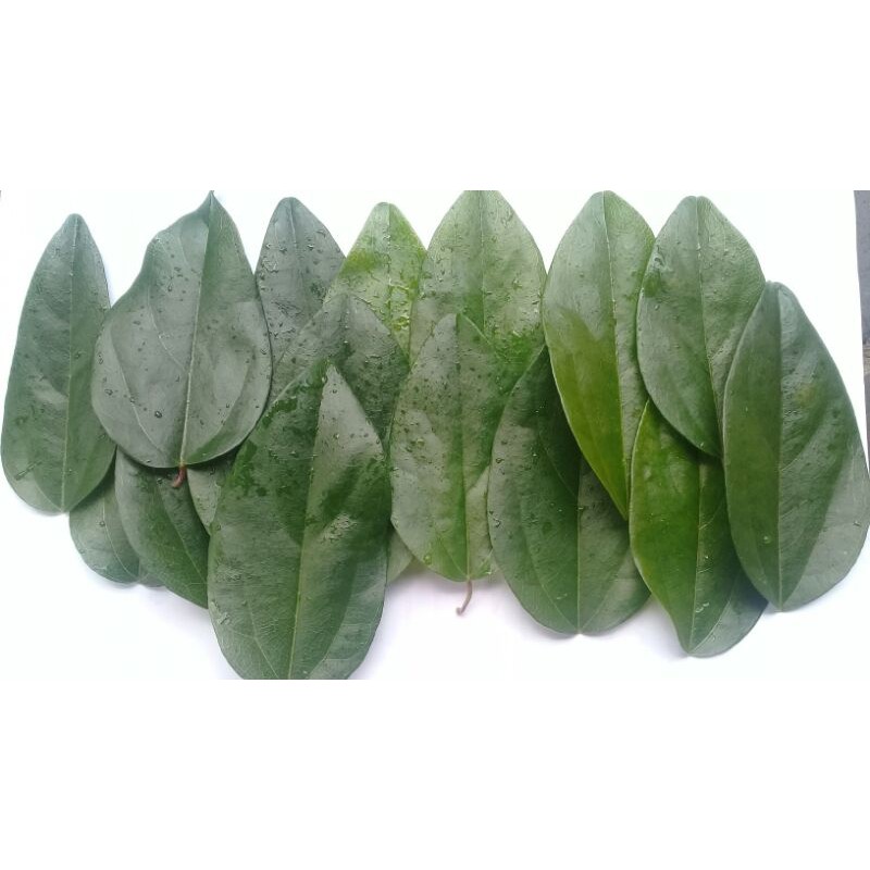 Daun Cincau Jelly Rambat Tanpa Bulu Segar