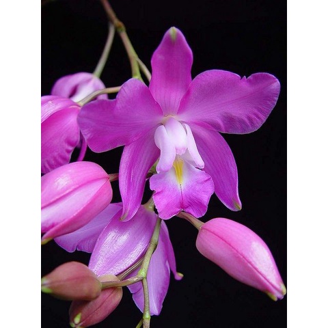 Seedling Anggrek Dendrobium Laelia