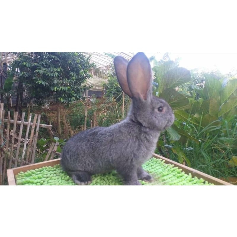Flemish Giant FG