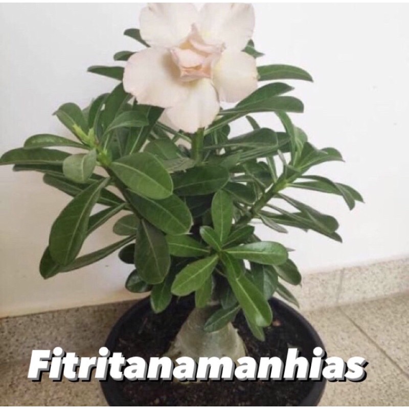 bibit adenium bunga tumpuk bunga putih