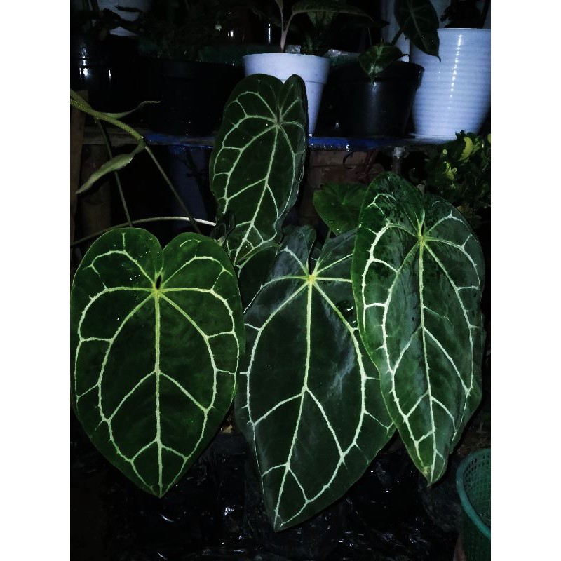 Anthurium kuping gajah cristalinum