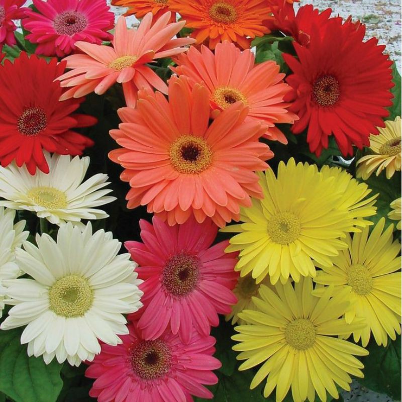 Benih Bibit Biji - Bunga Gerbera Jamesonii Mix Flower Seeds - IMPORT