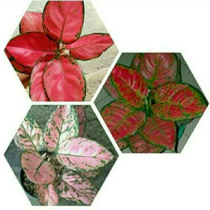 ready Paket 3 anakan bunga aglonema