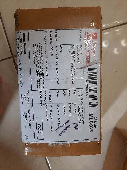 Anggrek Bulan Remaja - Phalaenopsis Hybrid Taiwan