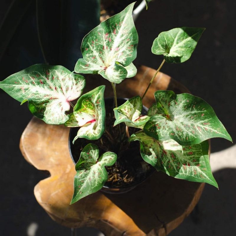 Ginger Land/ Keladi Ginger Land/ Caladium Ginger Land/ Tanaman Hias Hidup/ Tanaman Hias Murah Meriah