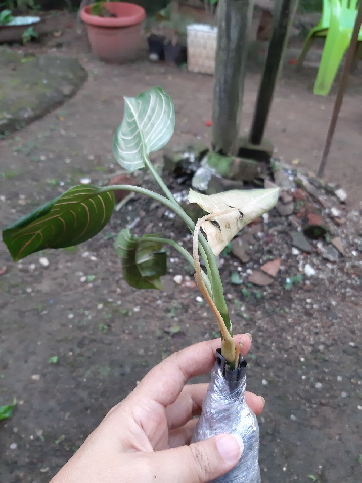 Tanaman Hias Murah 4 Aglonema/paket Aglaonema Hemat Aglo Donacarmen Lipstick Snow White Rotundum