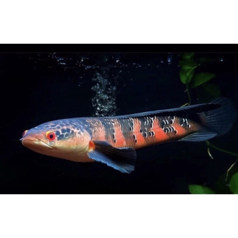 Red Barito uk 5-6 cm