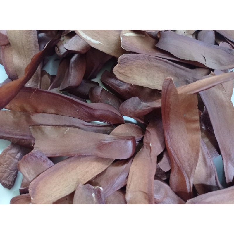 Biji Mahoni Kering | Benih Mahoni | Mahoni Obat Herbal