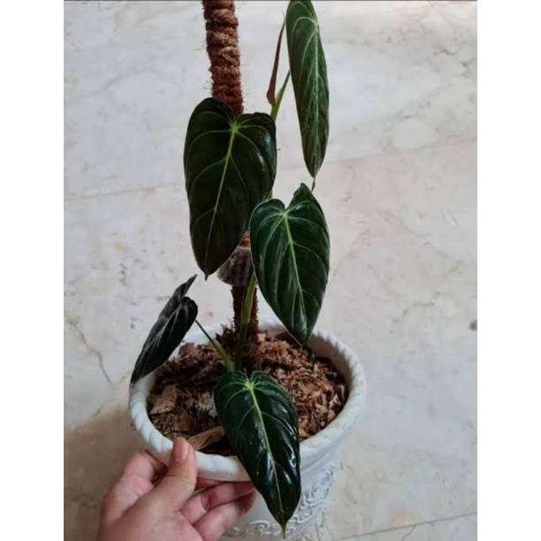 Philodendron Melanochrysum Narrow