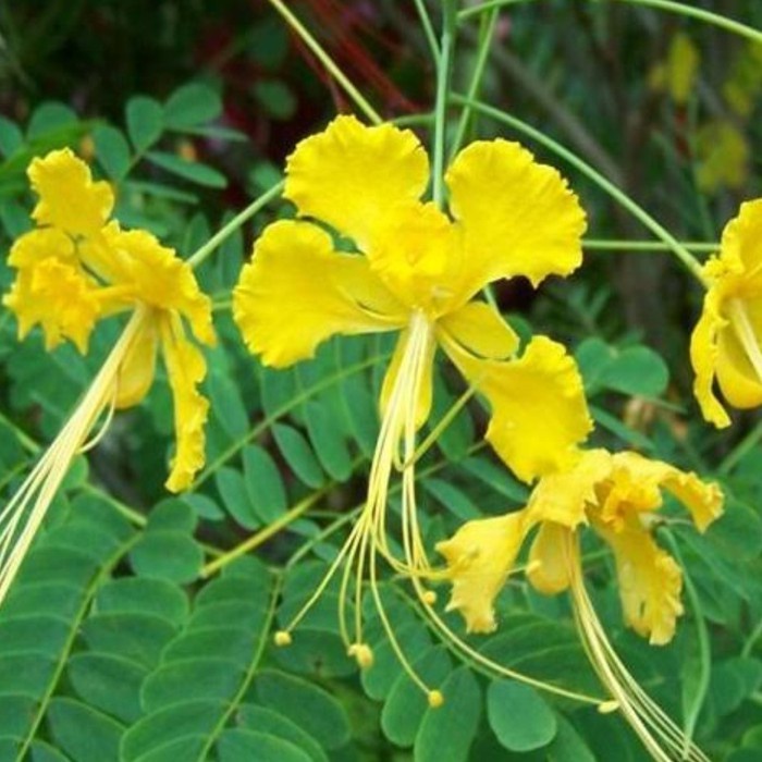 Jual Victory Seed Benih Biji Merak Bunga Peacock Kuning Yellow Caesalpinia Pulcherrima