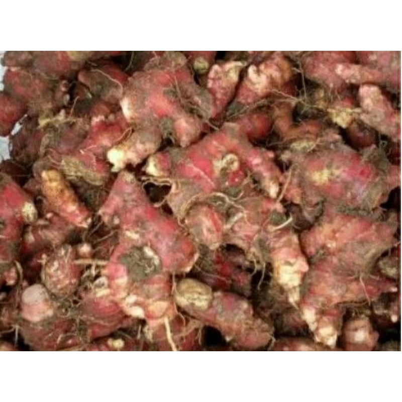 

Jahe merah fresh