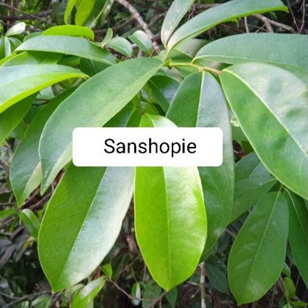 

Daun Sirsak Segar Asli Original Per 500 gram