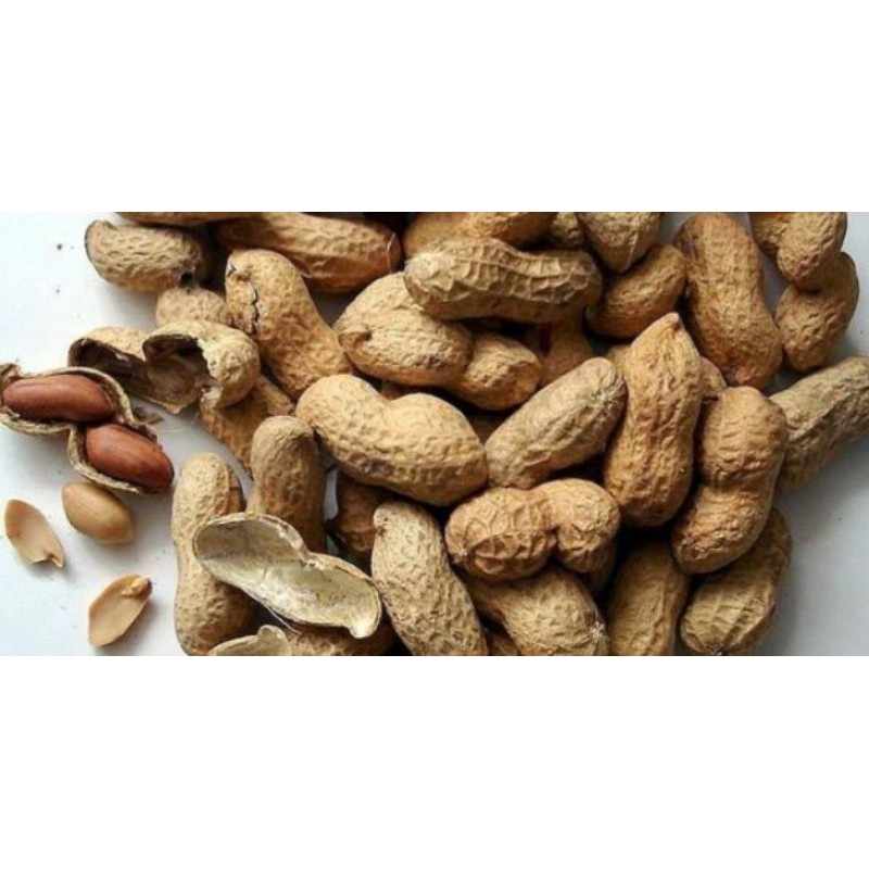 

Kacang Kulit original