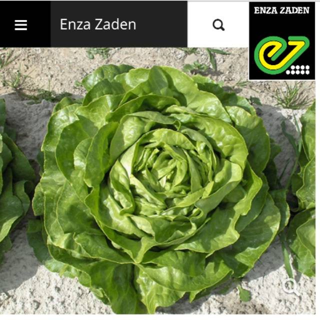 benih selada lobela 1 gram - selada butterhead lobela - butterhead lettuce - benih indoseed