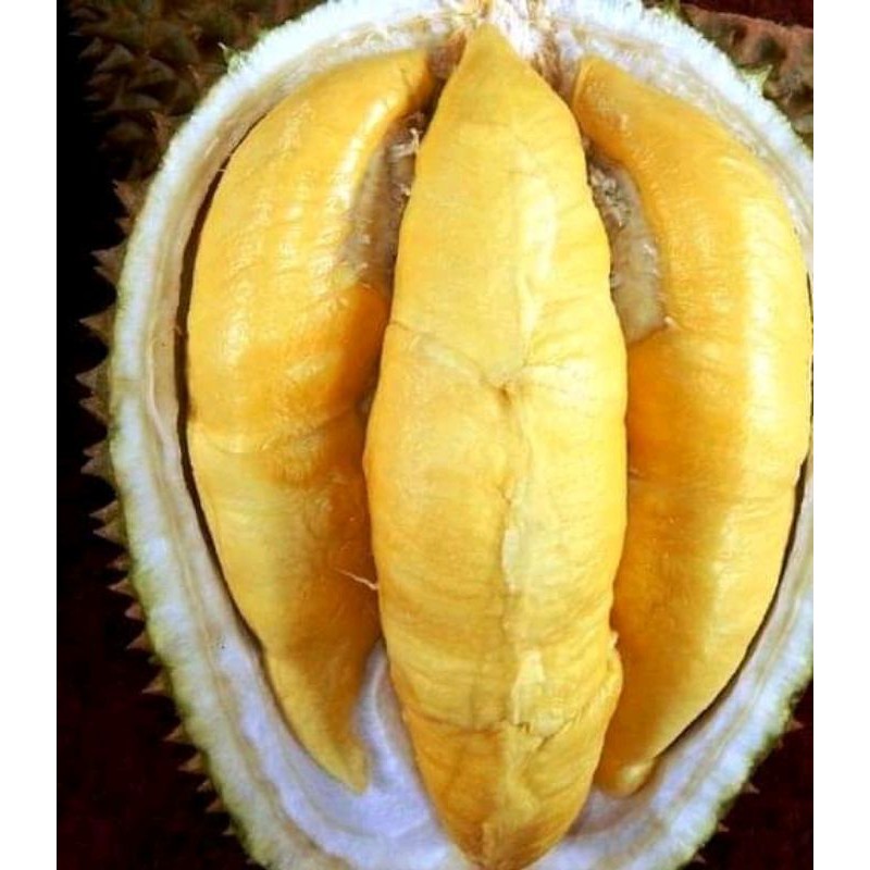 BIBIT DURIAN MUSANG KING SUPER