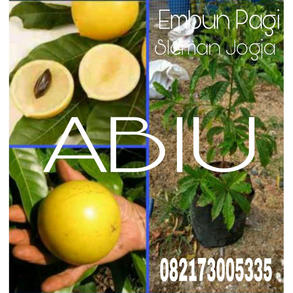 Bibit Okulasi Bibit Buah Abiu Jumbo Manis @*