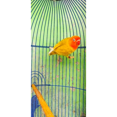 Lovebird PF Green/Blue