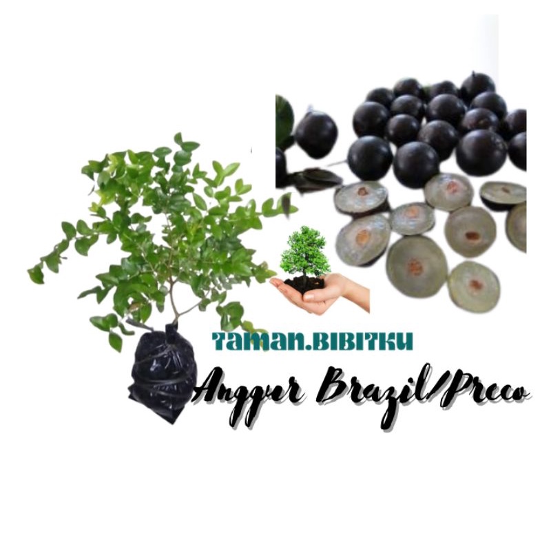 BIBIT BUAH ANGGUR BRAZIL JENIS PRECO (HASIL CANGKOK CEPAT BERBUAH)