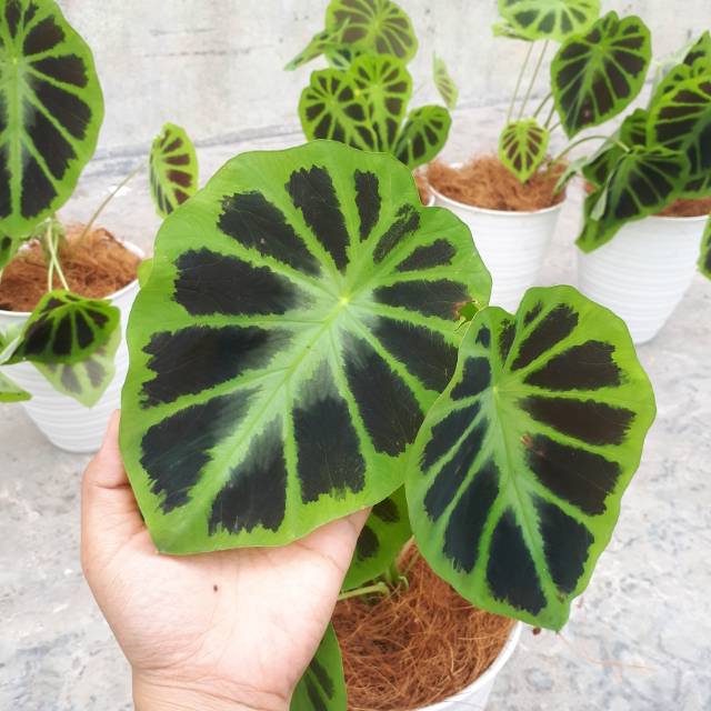 Jual Colocasia Illustris Bunga Indoor Keladi Tanaman Hias Indonesia Shopee Indonesia