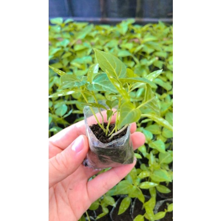 BIBIT CABE RAWIT SIAP TANAM