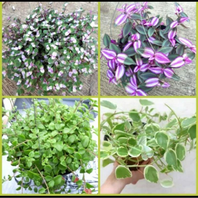 paket tanaman hias - paket tanaman hias gantung