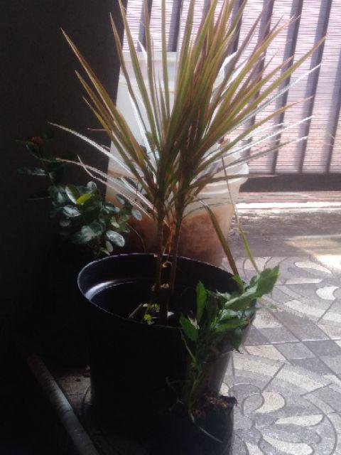 Tanaman Hias Tricolor Merah 3 Color Bunga Tricolor