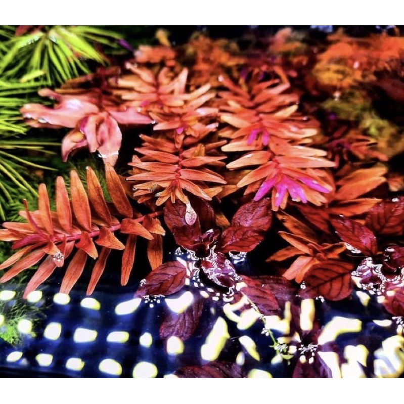 Rotala orange juice - Tanaman Aquascape Tumbuhan Air Hidup Hiasan Dekorasi Pohon Aquarium