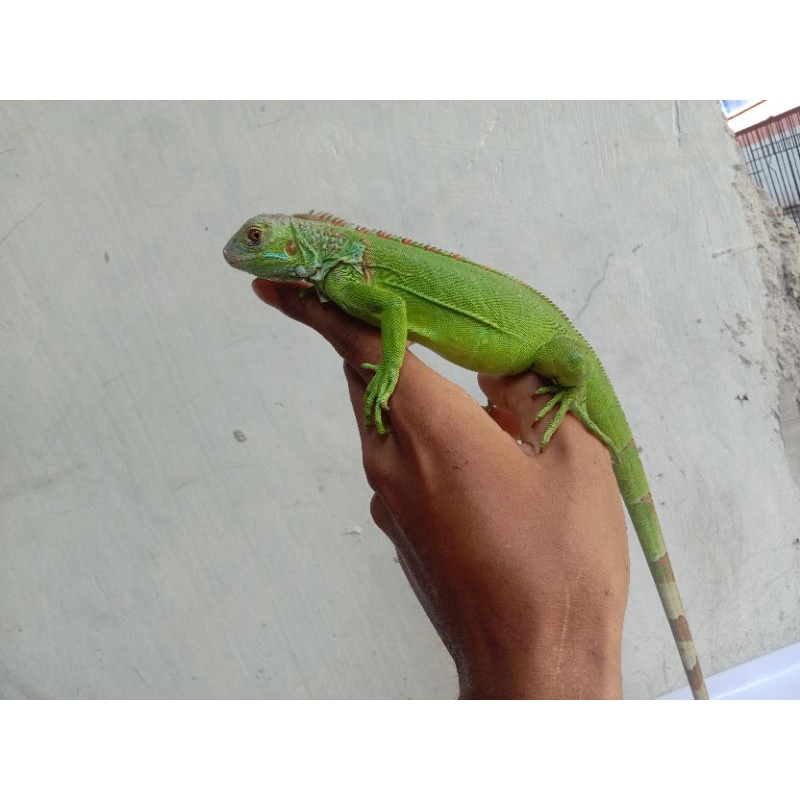 Iguana Green Columbia