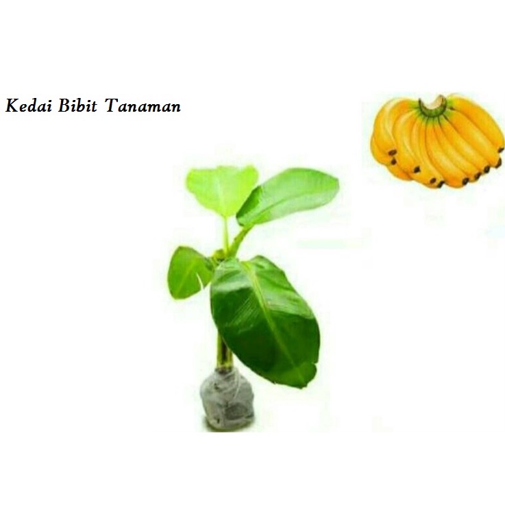 Bibit Pisang Raja atau Pisang Sajen