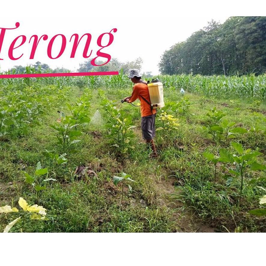[PROMO ZVD55] OBAT RUMPUT AGIL 100 EC PADA TANAMAN KACANG TANAH KEDELAI BAWANG MERAH TEMBAKAU KEMASA